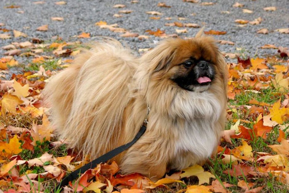 Pekingese Happy Birthday Card