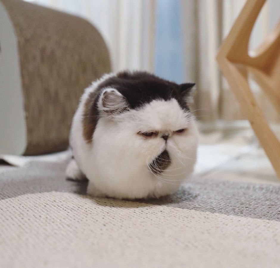 Коротколапая кошка Манчкин
