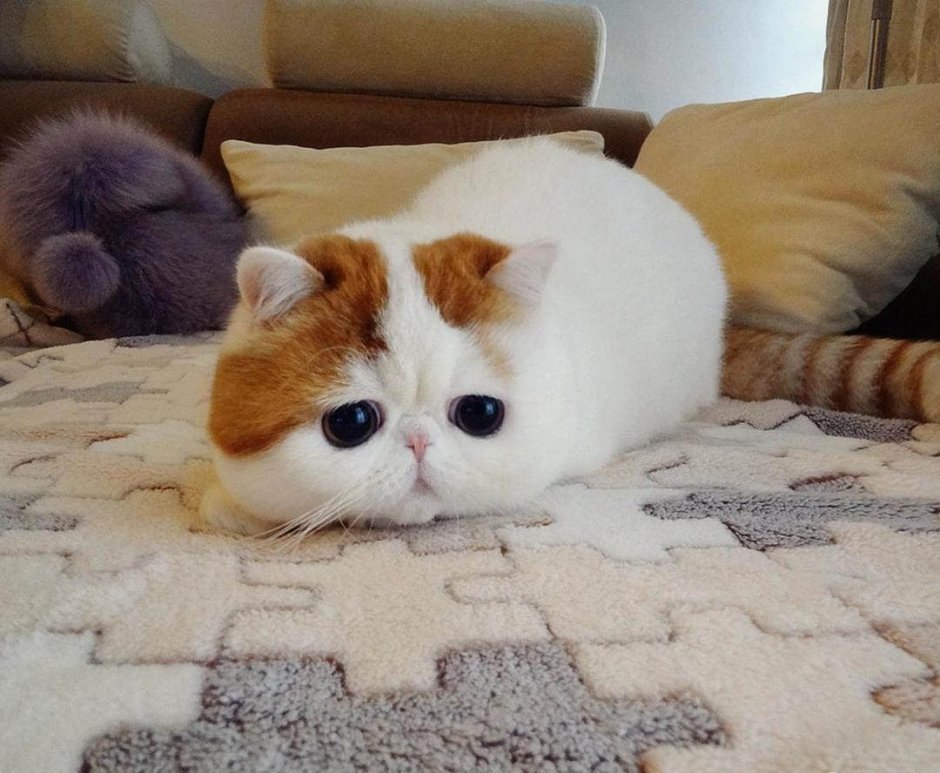 Коротколапый экзот
