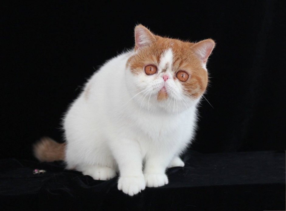 Котенок экзот короткошерстный