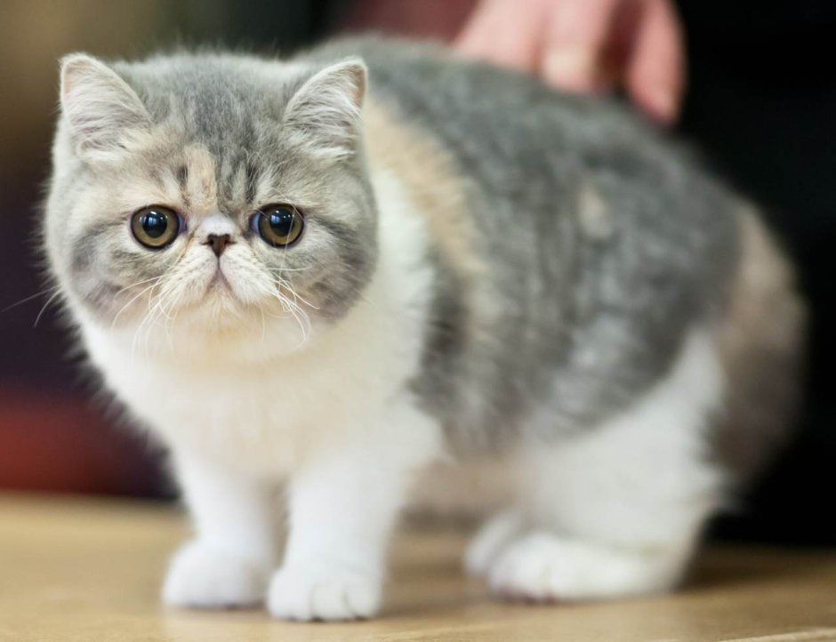 Котята породы Манчкин