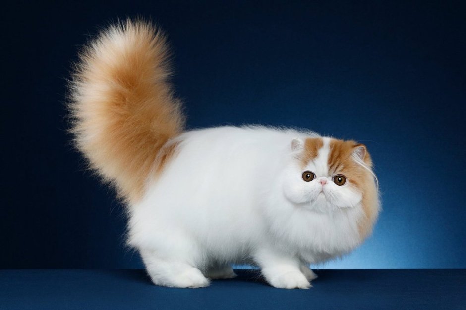 Экзотическая короткошерстная кошка