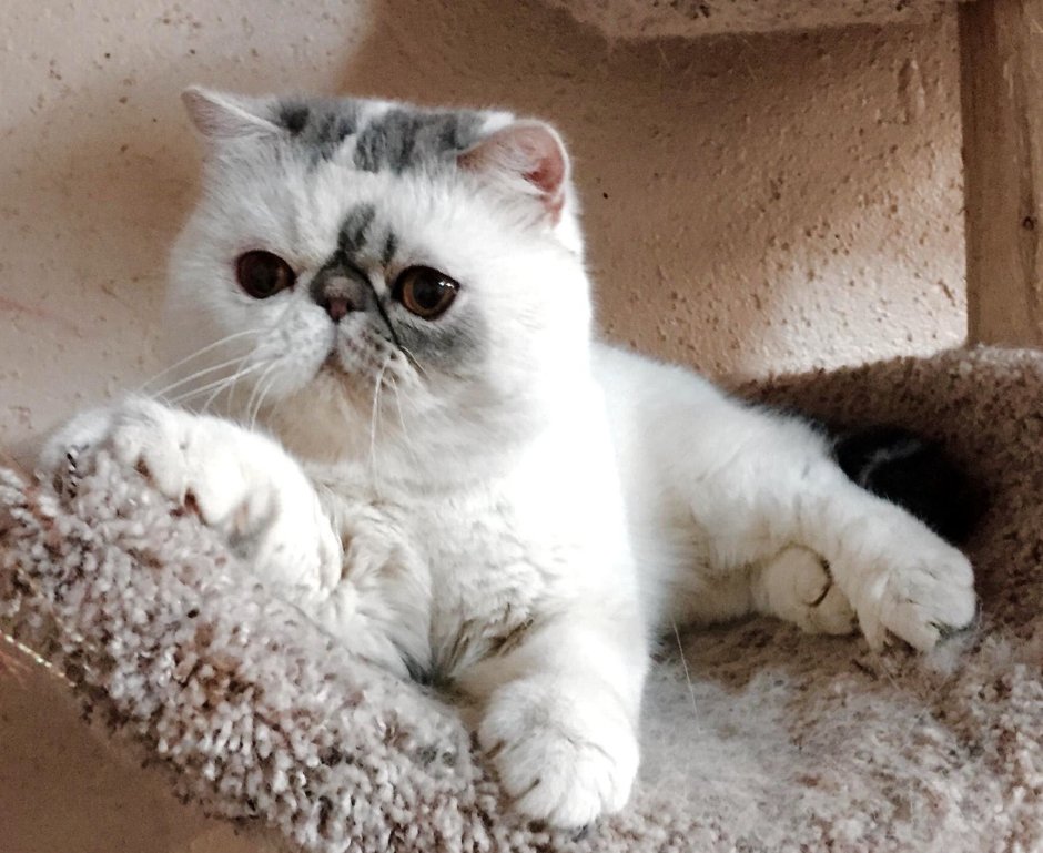 Гималайская кошка ред Пойнт