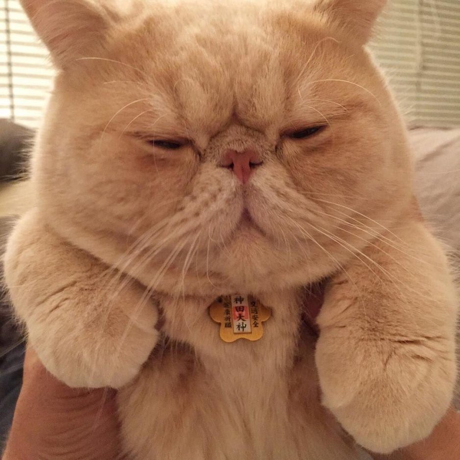 Манчкин кот