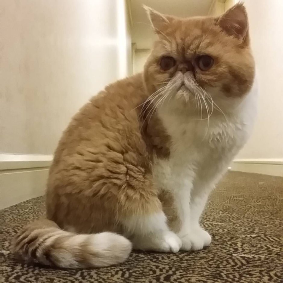 Милый кот