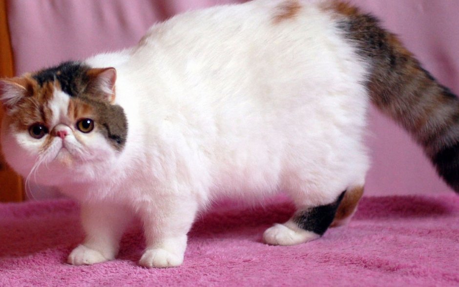 Котята экзотическая короткошерстная Британская