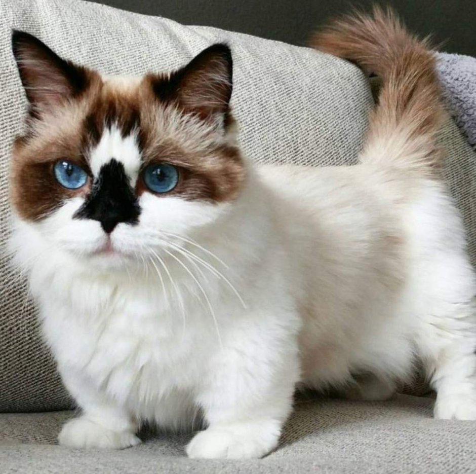 Экзотическая короткошерстная (exotic Shorthair) кошка.