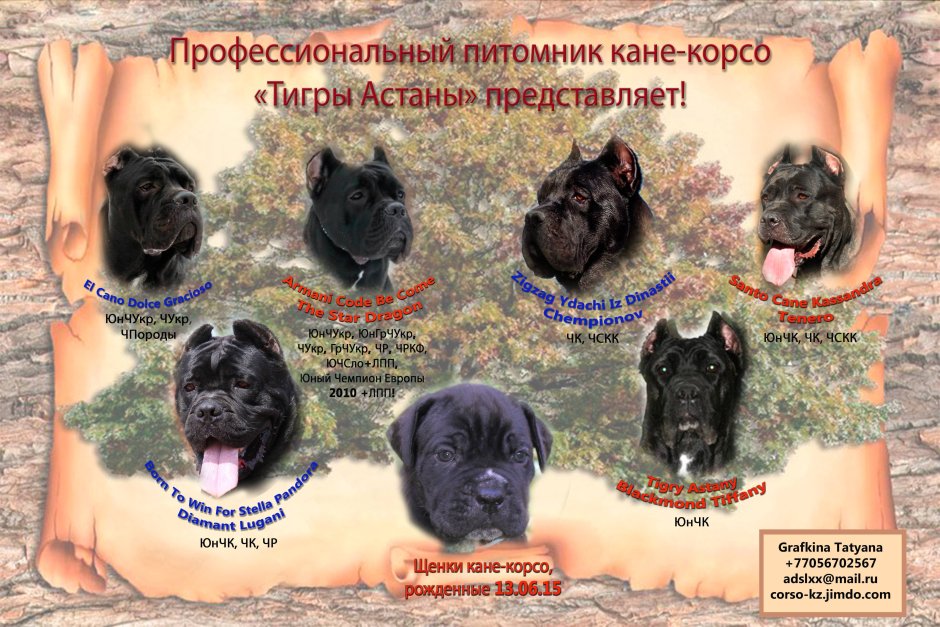 Кане Корсо
