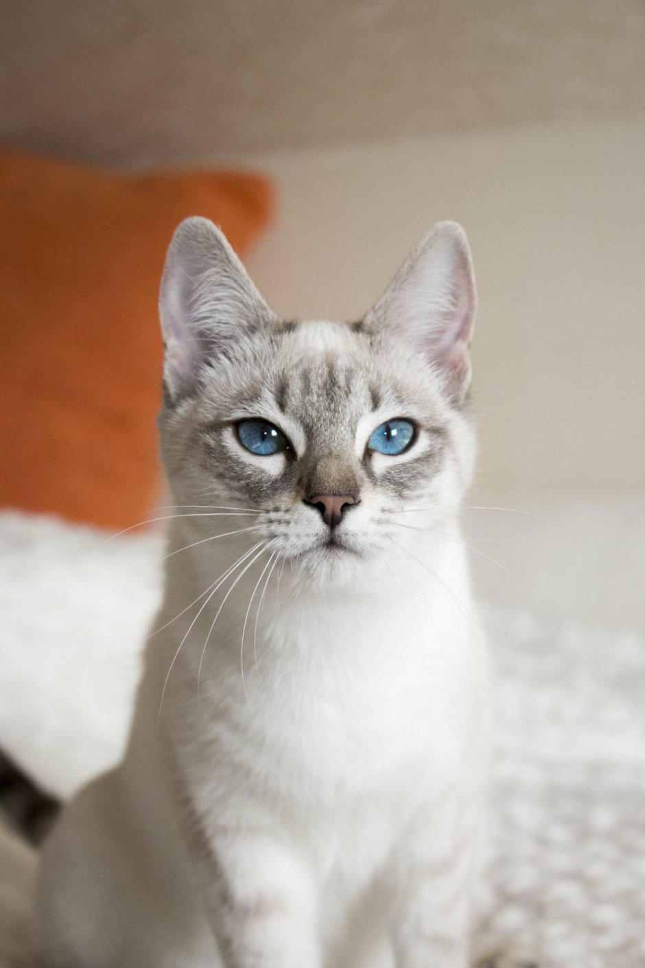 Тайская кошка табби Пойнт котенок