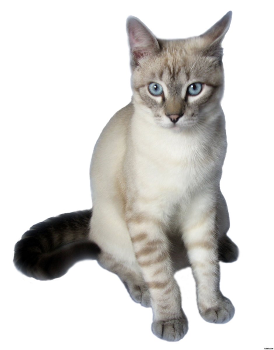 Сиамский кот серый