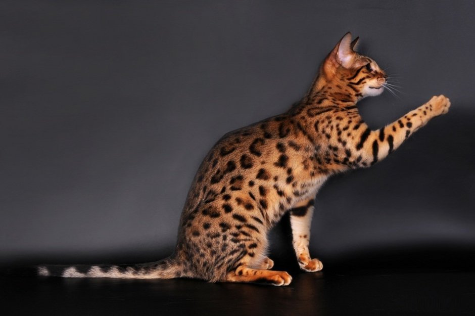 Кот бенгал