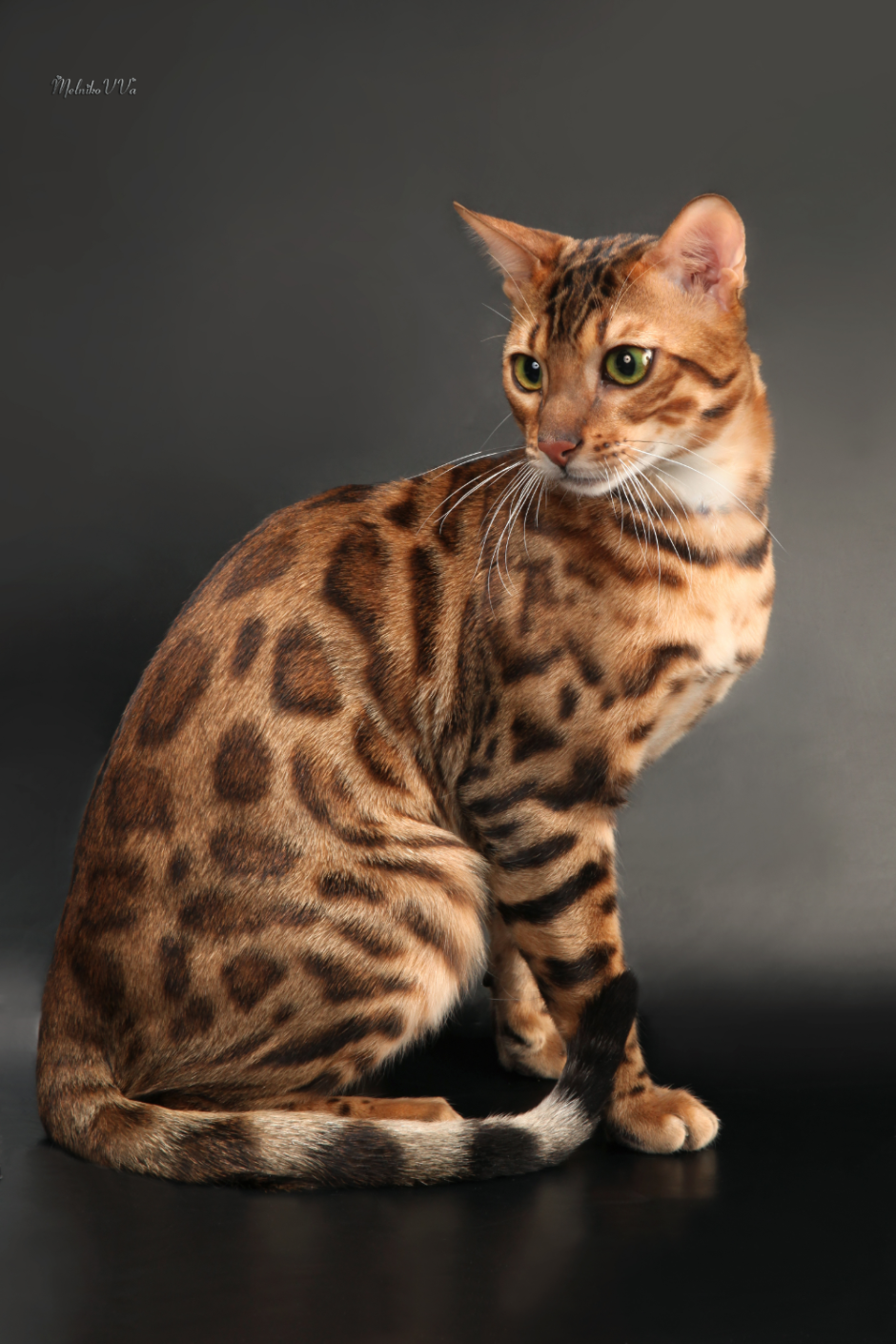 Бенгальская кошка табби