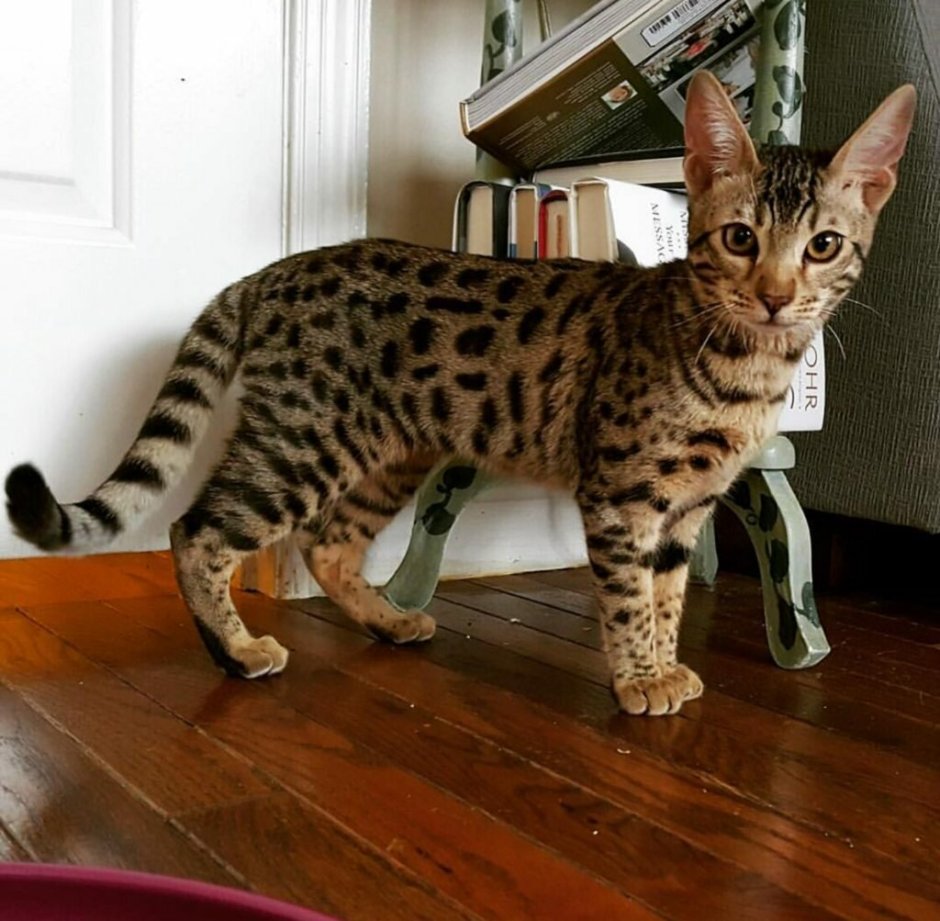 Леопардовая кошка Оцелот