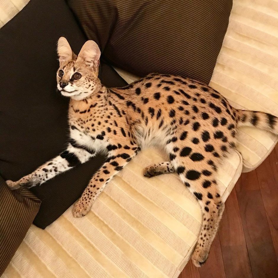 Бенгальская кошка