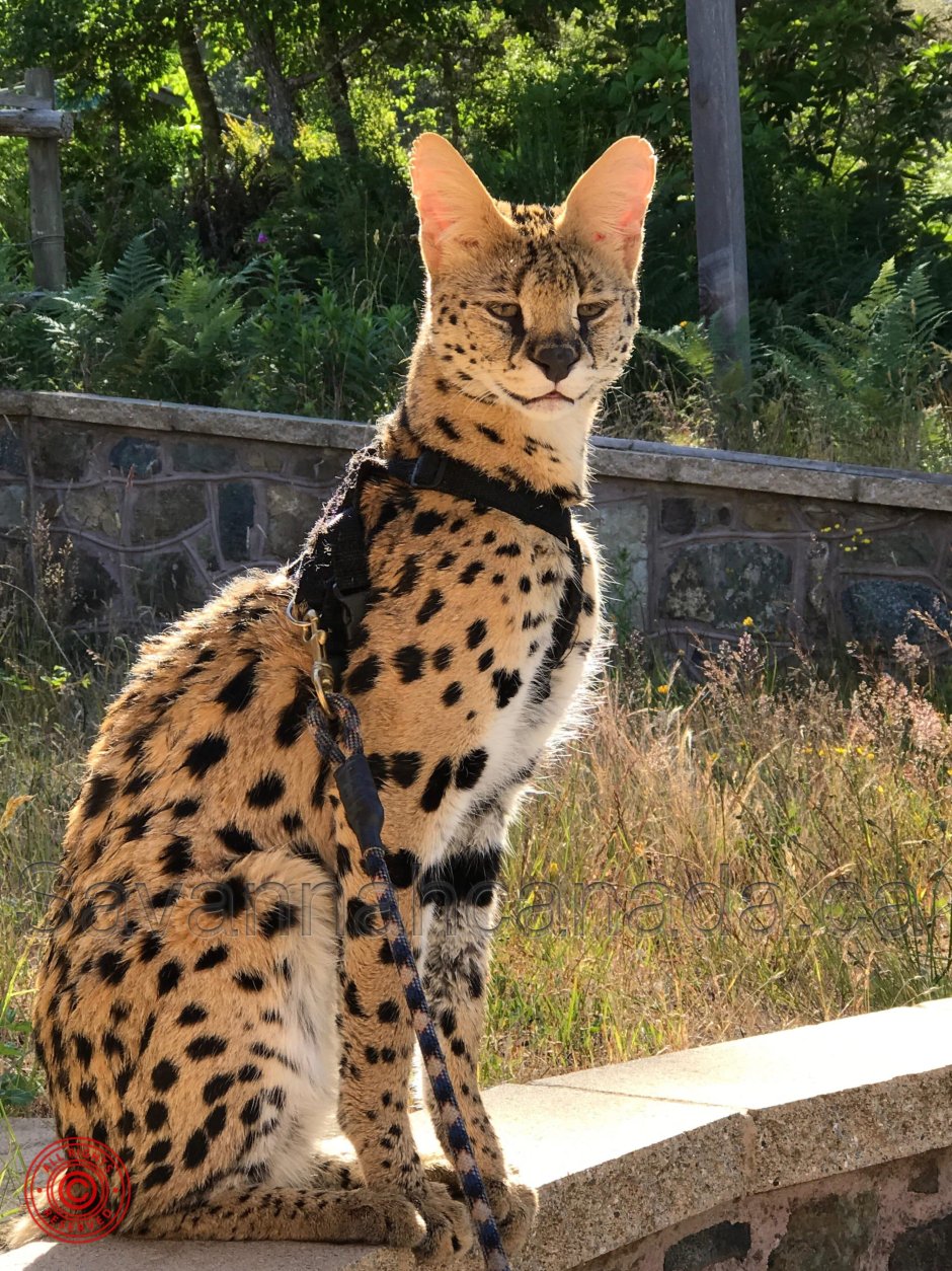 Бенгальская кошка тойгер