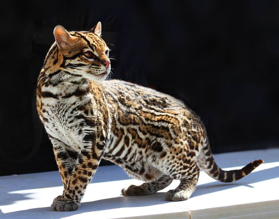 Бенгальская кошка