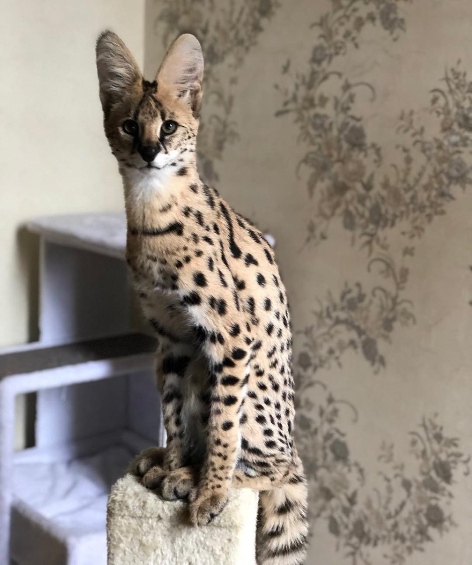 Кошки бенгальской породы