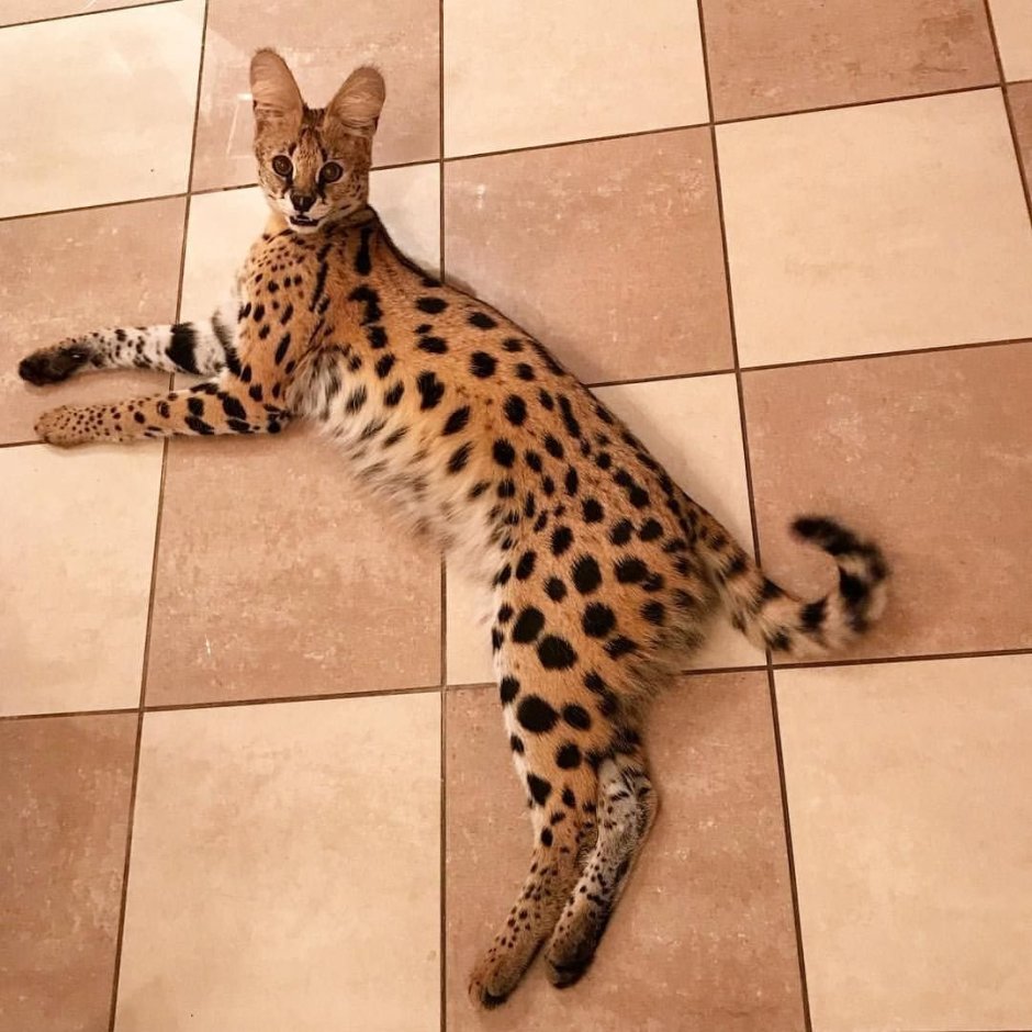Кот бенгал