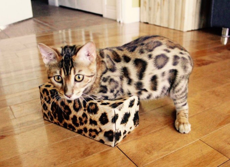 Бенгальская кошка