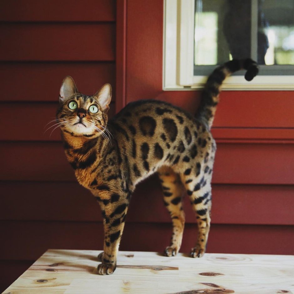 Бенгальская кошка