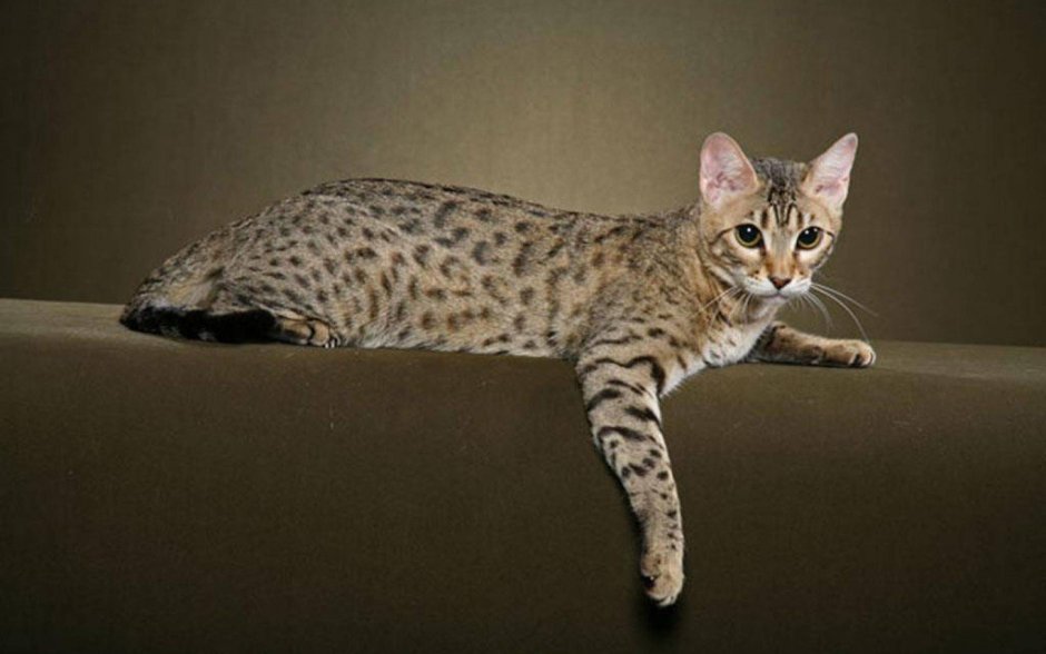 Черноногая Бенгальская кошка
