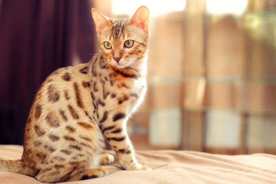 Абиссинская Саванна кошка