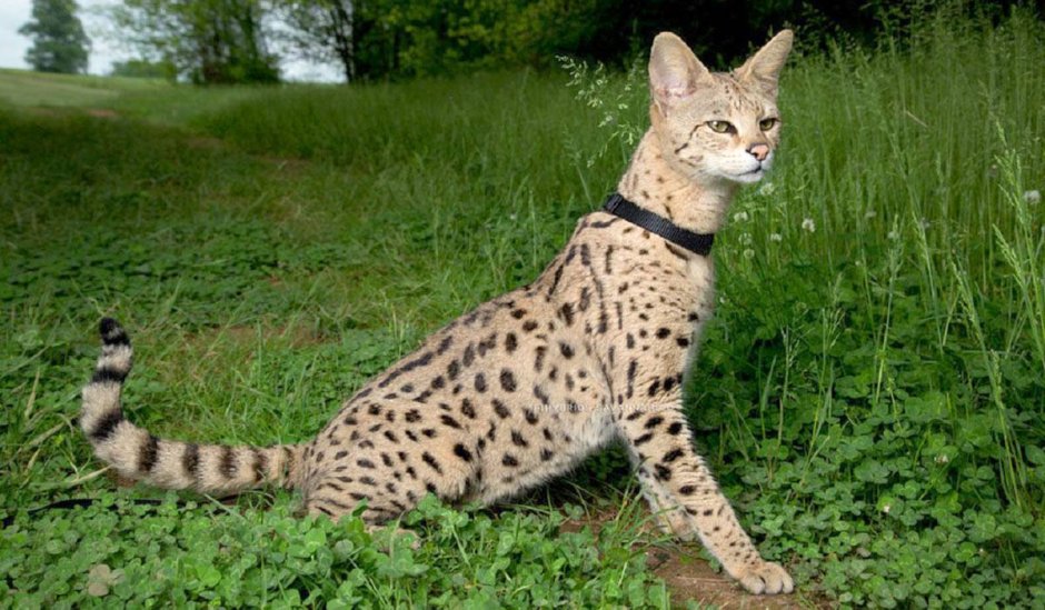 Бенгальская короткошерстная кошка