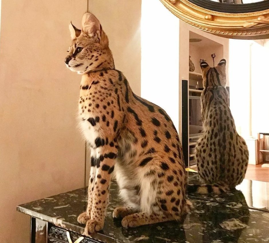 Бенгальская леопардовая кошка