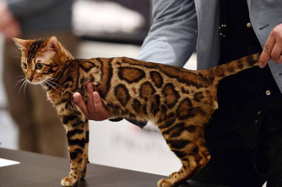 Бенгальская Саванна кошка