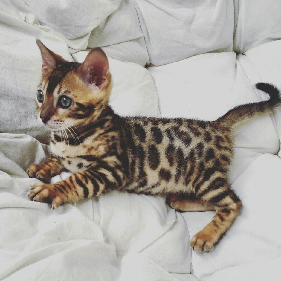 Бенгальская кошка Линкс