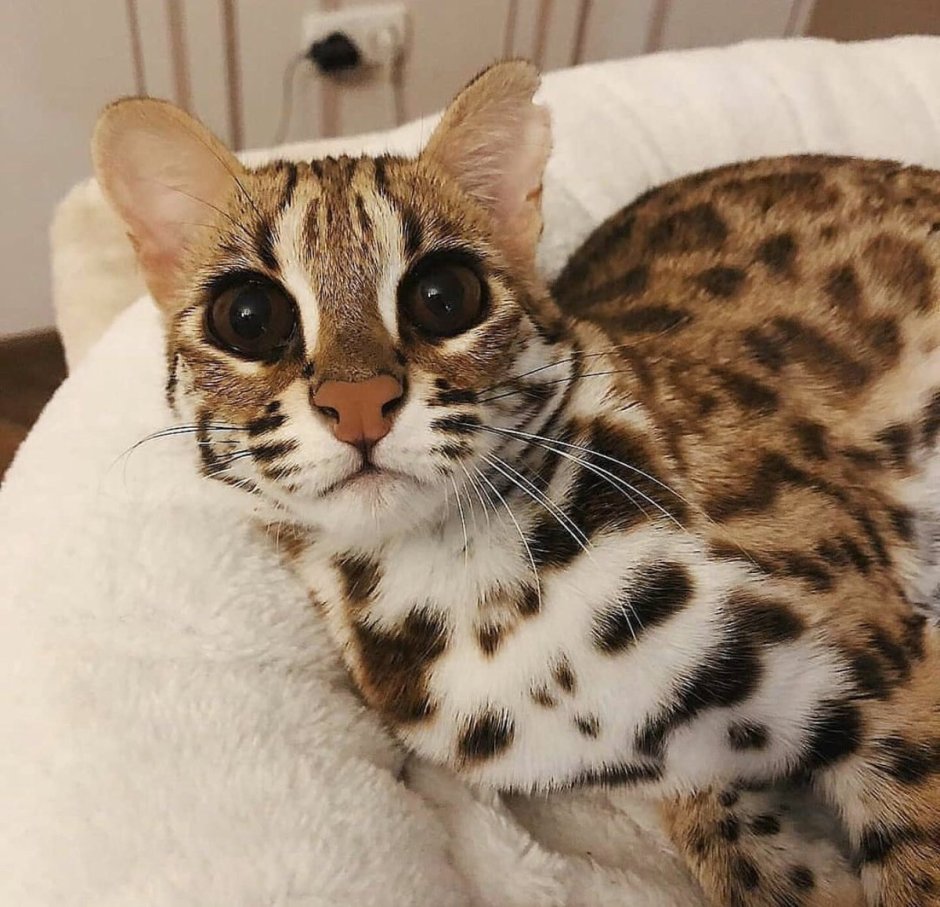 Кошка Саванна окраса табби споттед