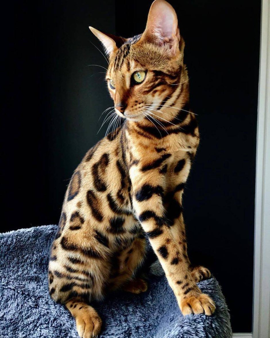 Саванна Ашера кошка
