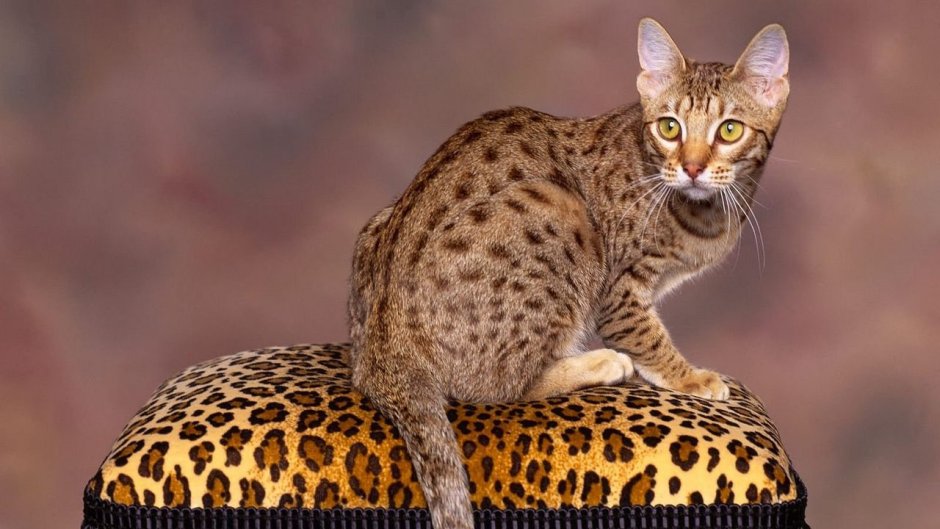 Бенгальская Саванна кошка