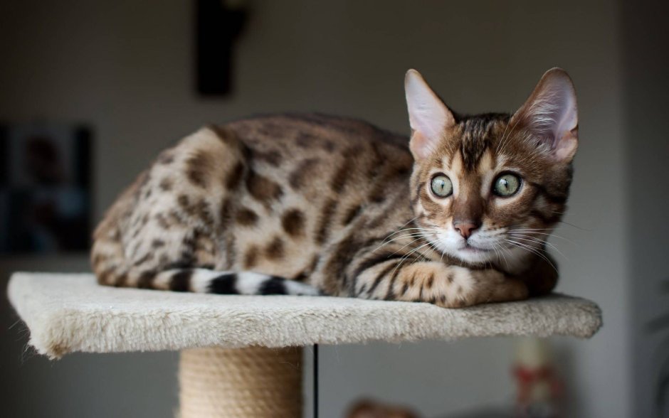 Саванна кошка гибрид