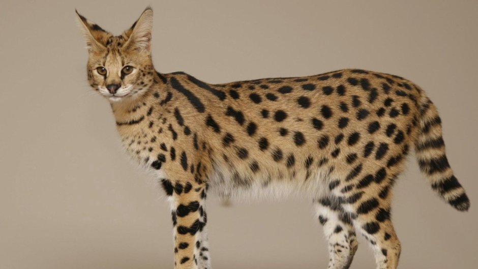 Бенгальская Саванна кошка