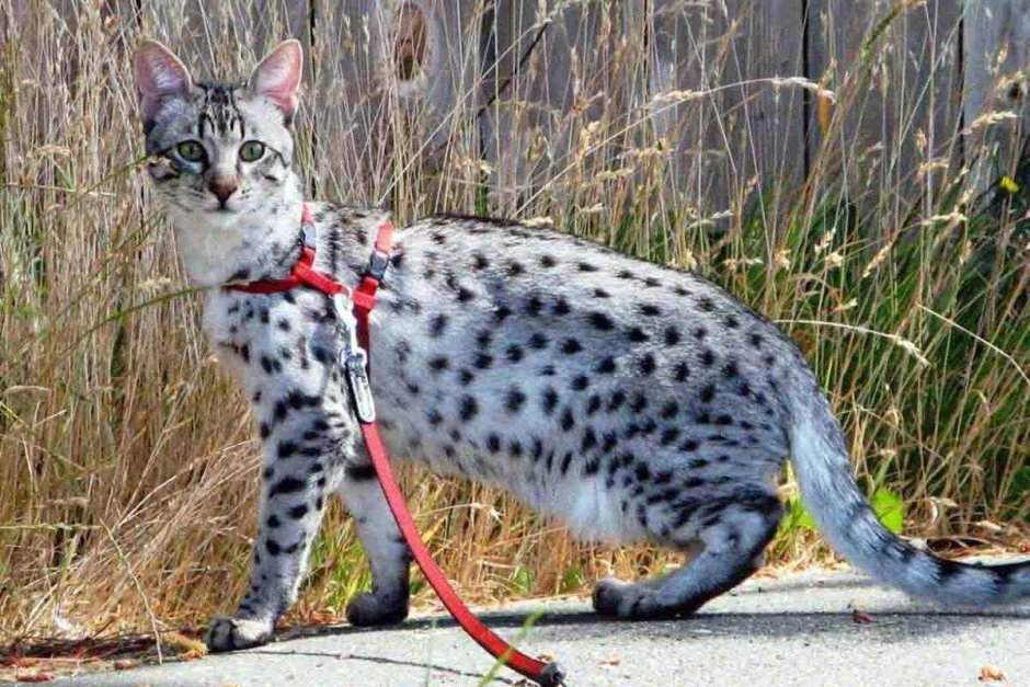 Кот породы бенгал