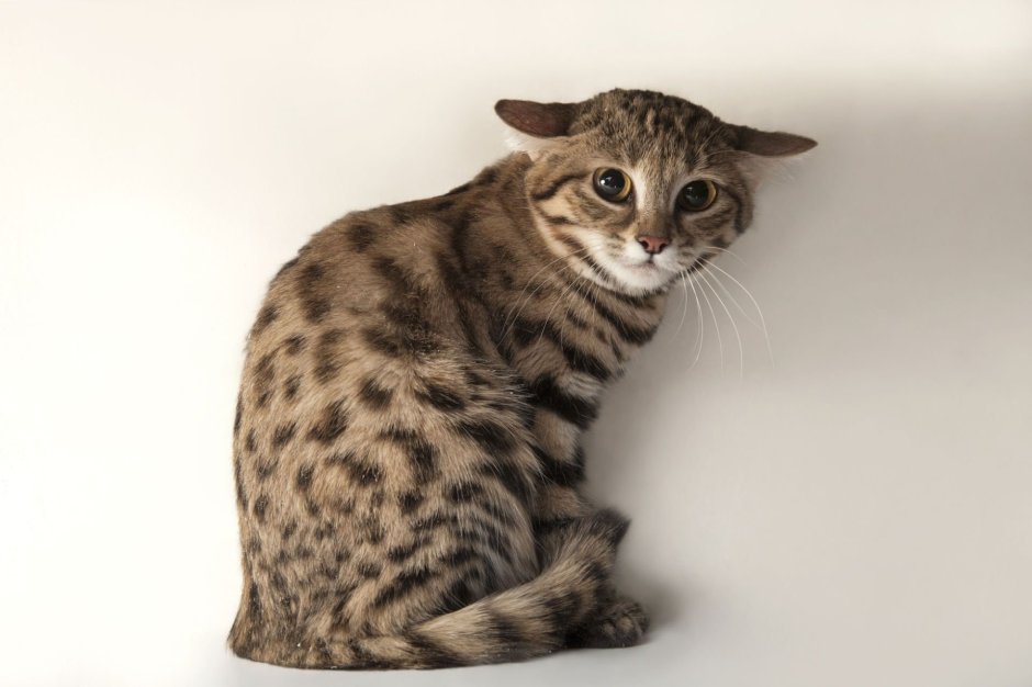 Британский бенгальский кот