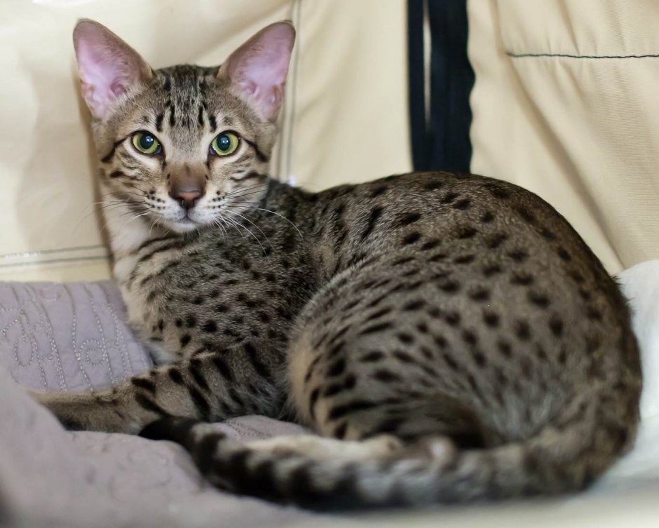 Бенгальская кошка