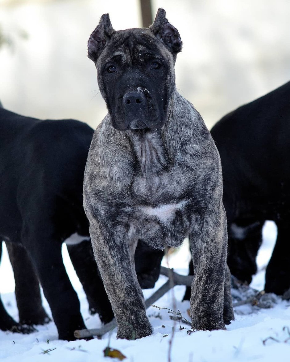 Кане Корсо