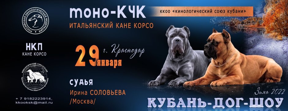 Американский питбуль черный