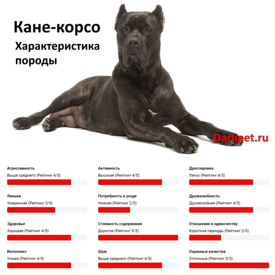Вес щенка Кане Корсо в 4 месяца