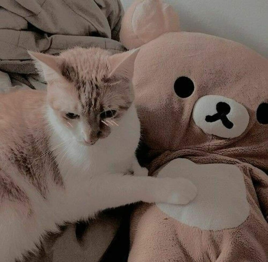 Милые кошки Эстетика