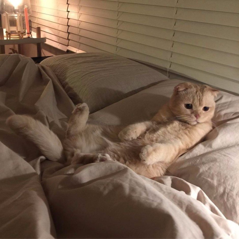 Кот в кровати