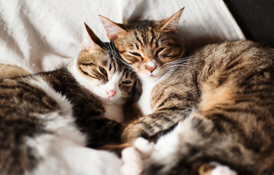 Котики спят рядом