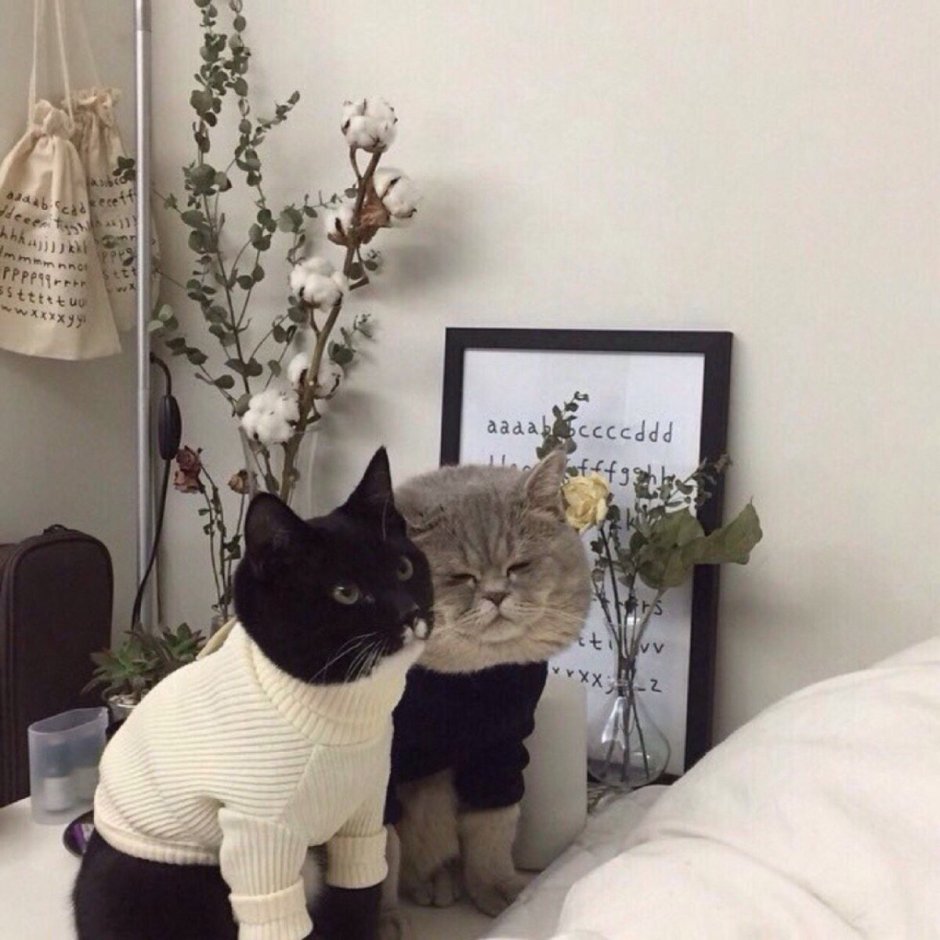 Красивые коты Эстетика