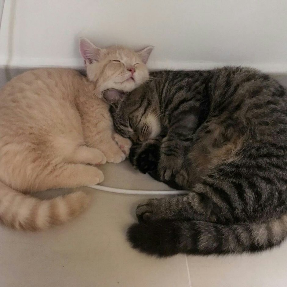 Милые котики для совмы