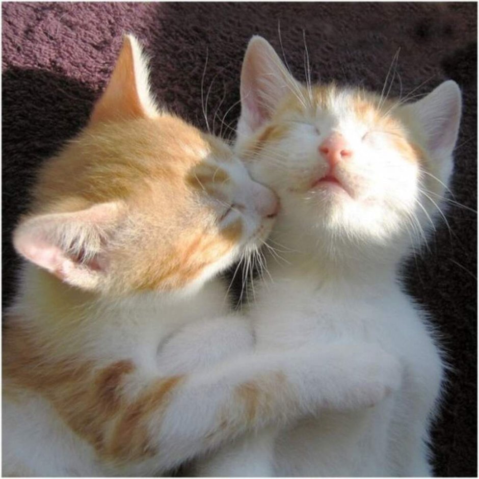 Люблю котика