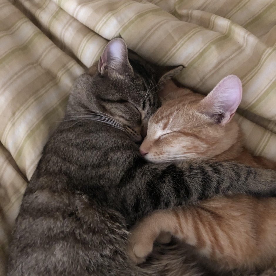 Котики обнимаются Эстетика