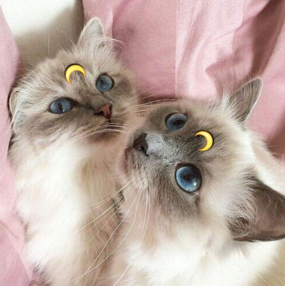 Милые котики Эстетика