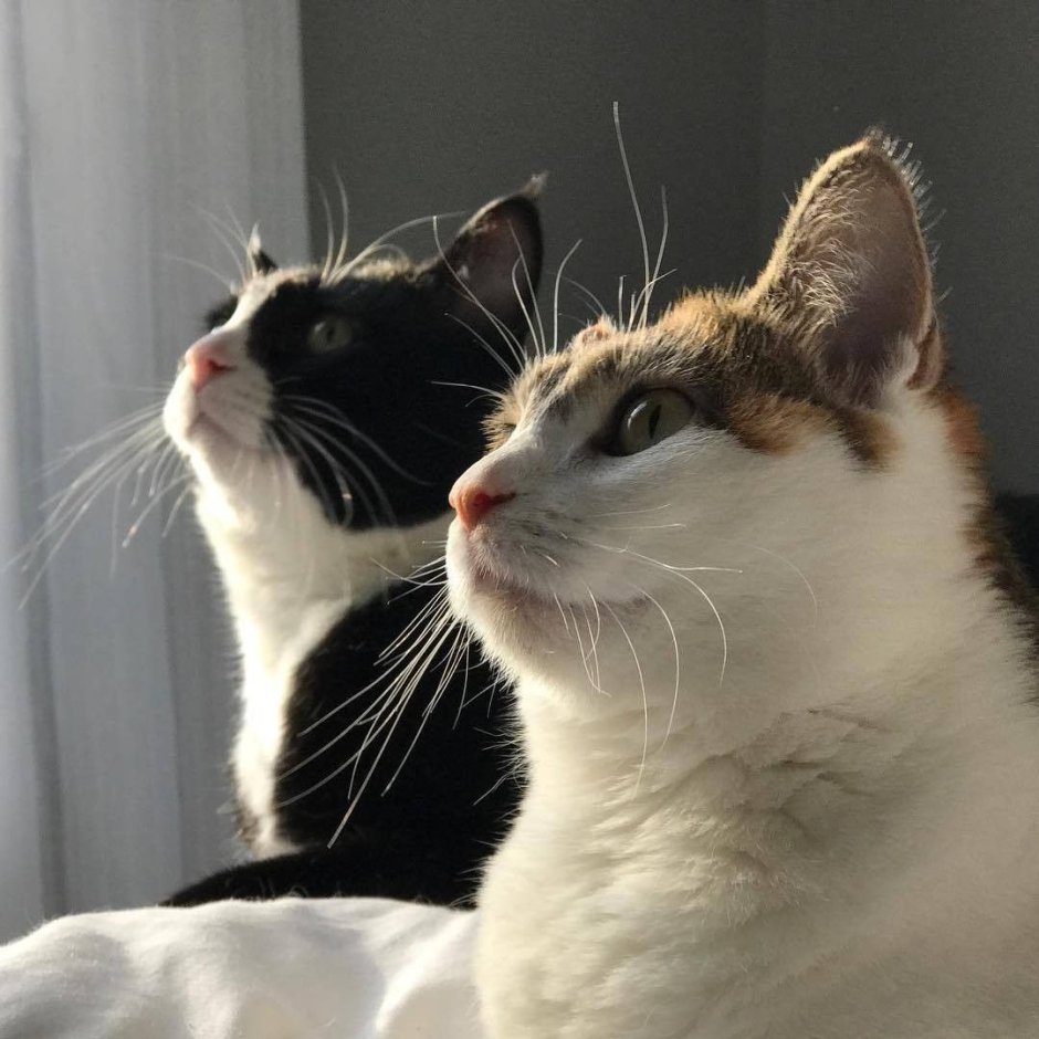 Котики Эстетика
